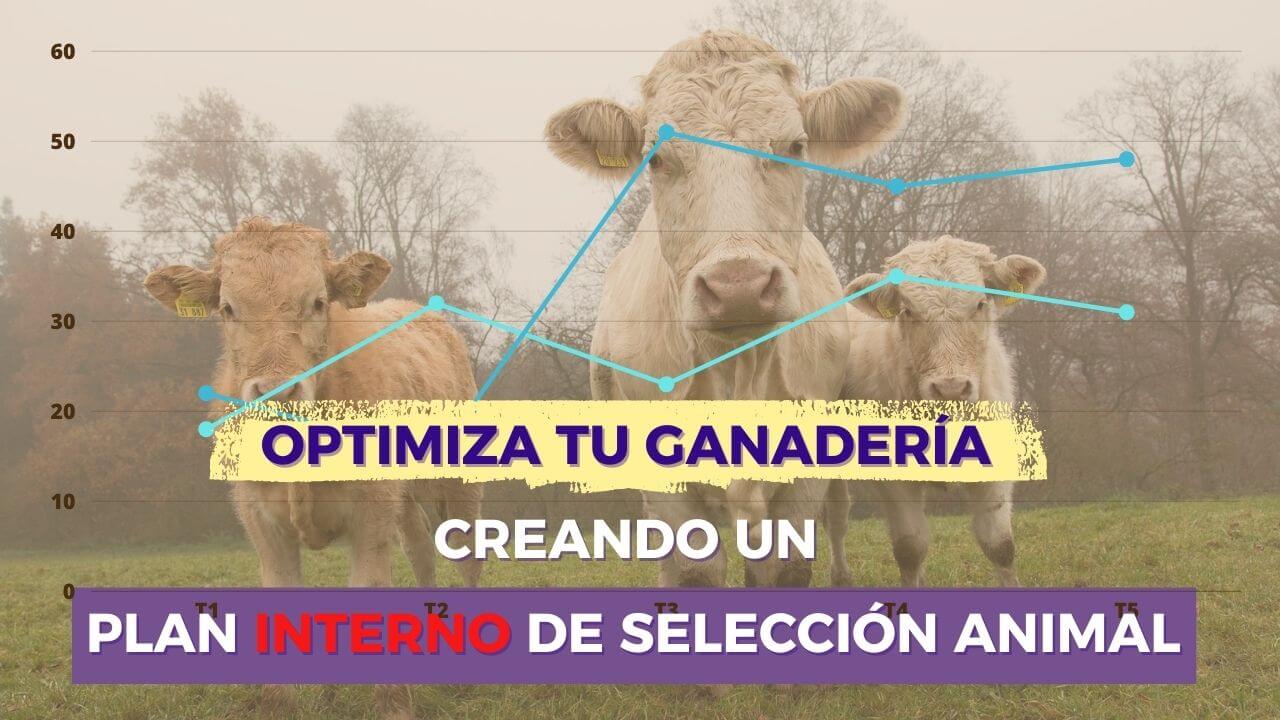 Imagen clase plan interno de selección animal